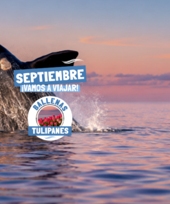BALLENAS Y TULIPANES - SEPTIEMBRE