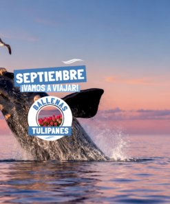 BALLENAS Y TULIPANES - SEPTIEMBRE